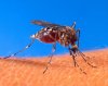 275px-Aedes_aegypti_biting_human.jpg