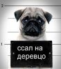 Виноватый.jpg